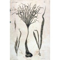 Grafika botaniczna Saccorhiza, Dr J. Rostafiński, art print na podstawie litografii, Kraków, XIX w.